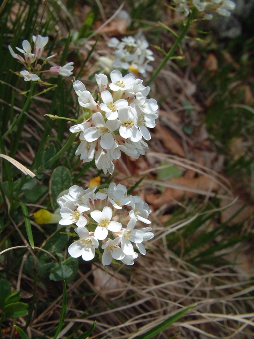 da determinare 2 - Thlaspi sp.